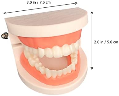 Standart Diş Modeli Protez Modeli: Diş Öğretim Modeli Yetişkin Çocuklar için Diş Fırçası ile Standart Gösteri Diş Modeli Öğretim
