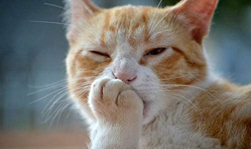 kedi Anksiyete Ürünleri-kedi Sakin Ol - KEDİ Gevşetici-Kediler için Papatya-2 Şişe (180 Muamele)