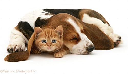 Evcil hayvanlarımı seviyorum LLC Köpek Sinir Takviyeleri-EVCİL Hayvan Gevşetici - Güçlü Anksiyete Giderici-Sağlıklı Çiğnemeler