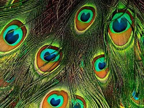 50 Parça-30-35 Kelly Yeşil Boyalı Üzerinde Doğal Uzun Tavuskuşu Kuyruk Göz Toptan Tüyler (Toplu) Cadılar Bayramı Kostüm Zanaat
